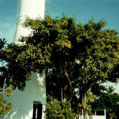 Key West Lighthouse: Copyright: © Key West Art & Historical Society; Origformat: Print-Photographic