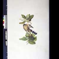          Mangrove Cuckoo; Copyright: © Key West Art & Historical Society; Origformat: Negative; Resolution: 300 dpi
   