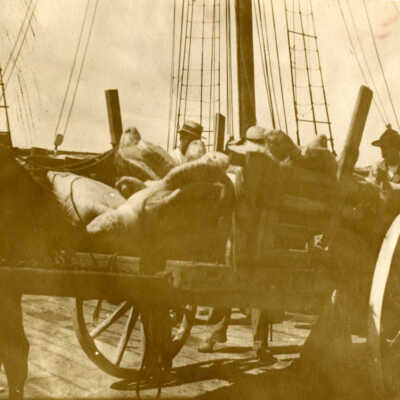 Turtles in Key West Bight