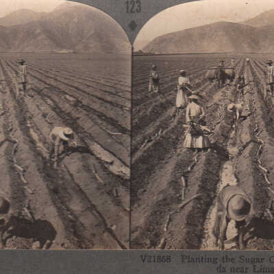 Stereoview of workers planting sugar cane near Lima, Peru