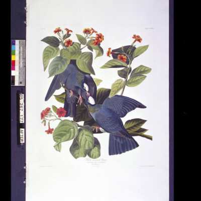 White-Crowned Pigeon: Copyright: © Key West Art & Historical Society; Origformat: Negative; Resolution: 300 dpi