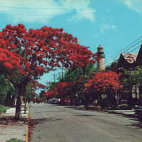 Royal Poinciana Trees in Florida