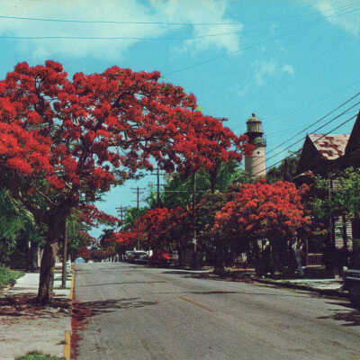 Royal Poinciana Trees in Florida