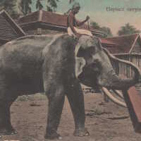 Elephant Carrying Timber
