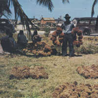 Sponge Auction, Key West