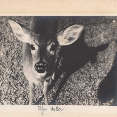 Elfina, the pet deer