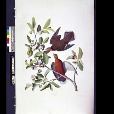 Zenaida Dove: Copyright: © Key West Art & Historical Society; Origformat: Negative; Resolution: 300 dpi