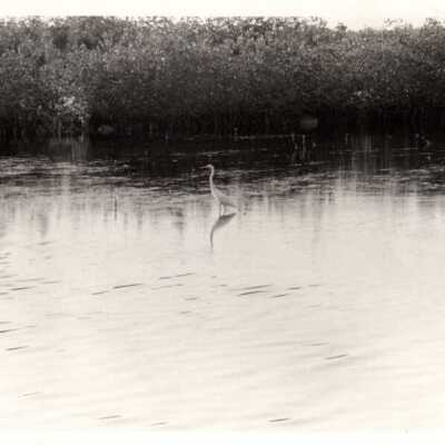 Long-legged bird: Copyright: © Key West Art & Historical Society; Origformat: Print-Photographic
