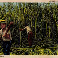 Cutting Sugar Cane, Havana