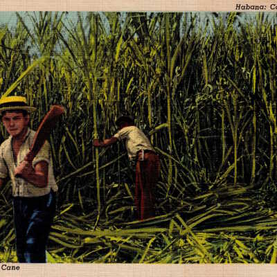 Cutting Sugar Cane, Havana