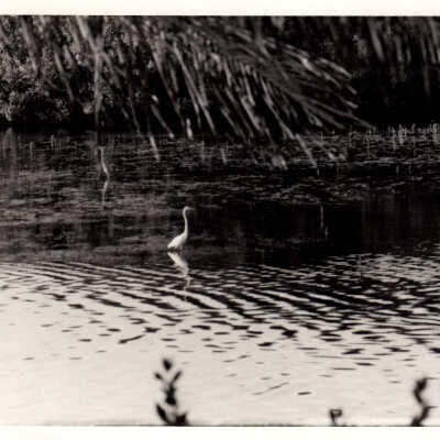 Wading Egret