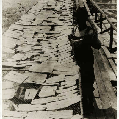 Sun-Curing the Meat and Jaws of a Large Shark