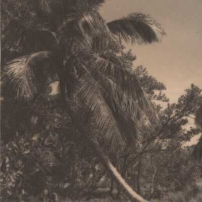 Palm tree: Copyright: © Key West Art & Historical Society; Origformat: Print-Photographic