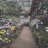 Chrysanthemum Display, Horticultural Hall, Philadelphia