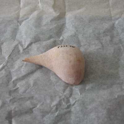 Shell