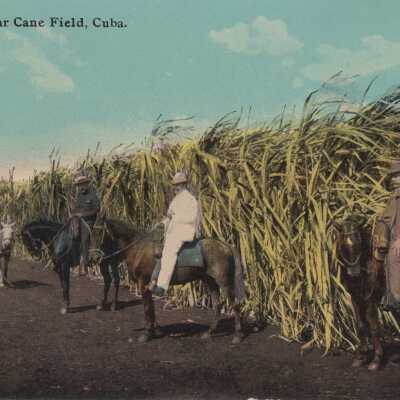A Sugar Cane Field, Cuba