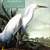 John James Audubon: The Watercolors for The Birds of America