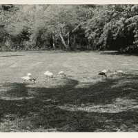 A yard with birds