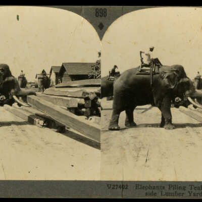 Elephants Piling Teak Logs in Great Riverside Lumber Yard, Rangoon, Burma