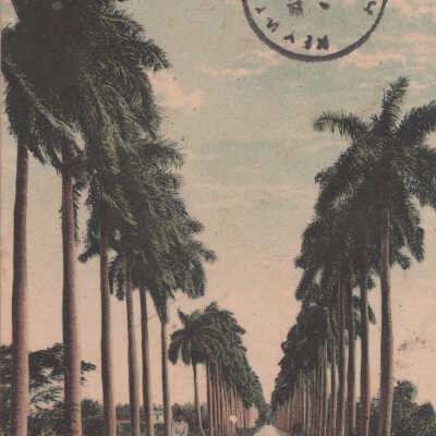 The Avenue of Royal Palms, Havana, Cuba