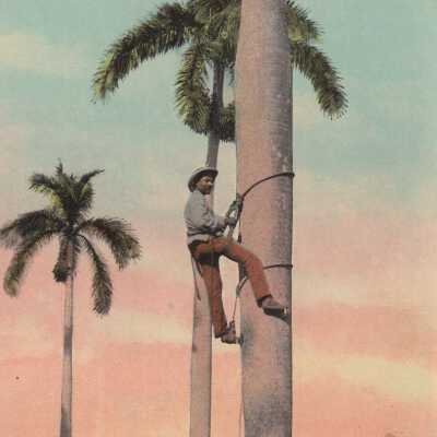 Climbing the Palm, Cuba