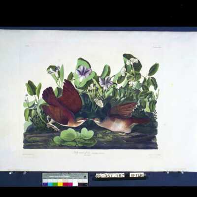 Key-west Dove: Copyright: © Key West Art & Historical Society; Origformat: Negative; Resolution: 300 dpi