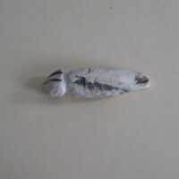 Shell Tool