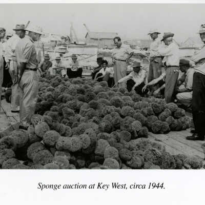 Sponge Auction at Key West