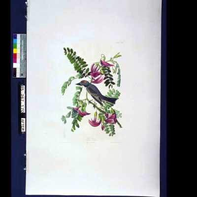 Pipiry Flycatcher: Copyright: © Key West Art & Historical Society; Origformat: Negative; Resolution: 300 dpi