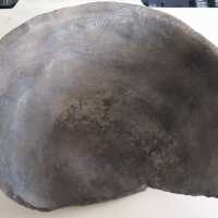 Sherd