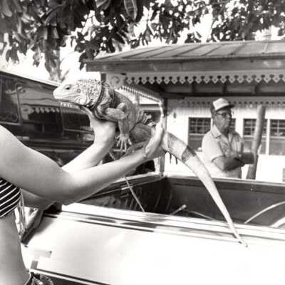 Iguana: Copyright: © Key West Art & Historical Society; Origformat: Print-Photographic