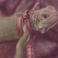 Iguana