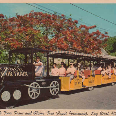 Conch Tour Train and Flame Tree (Royal Poinciana), Key West, Florida