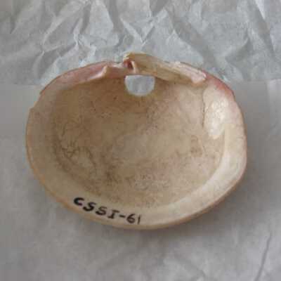 Shell Pendant