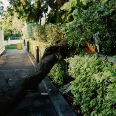 Key West Lighthouse grounds: Copyright: © Key West Art & Historical Society; Origformat: Print-Photographic