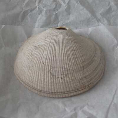 Shell Pendant