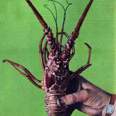 Florida Spiny Lobster