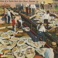 Arrival and Unloading of a Turtle Boat, Key West, Florida