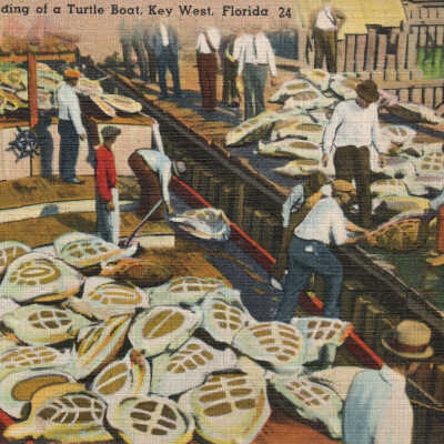 Arrival and Unloading of a Turtle Boat, Key West, Florida