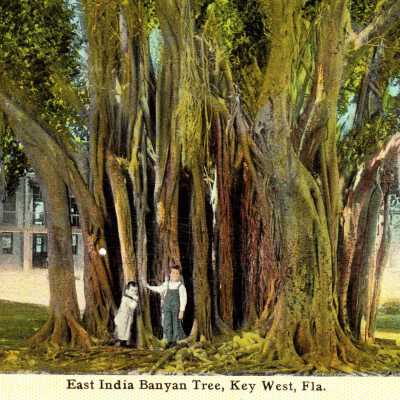 East India Banyan Tree, Key West, Fla.