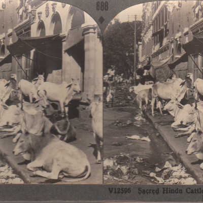 Stereoview of cattle on the streets of Calcutta, India