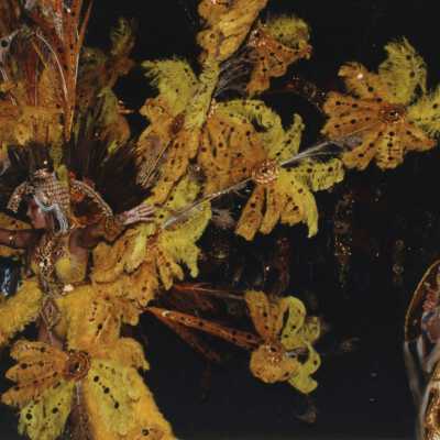 An unknown woman dressed up.