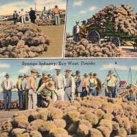 Sponge Industry, Key West, Florida