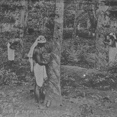 Rubber Tapping, Ceylon