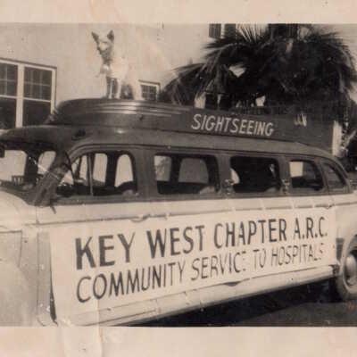 Sightseeing car with dog