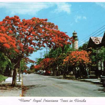 Flame Royal Poinciana Trees in Florida
