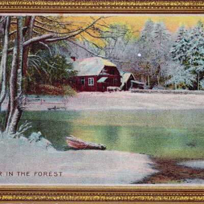 Winter in the Forest