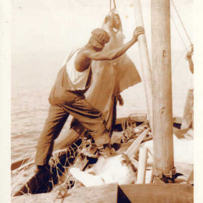 Shark at the Ocean Leather Processing Station