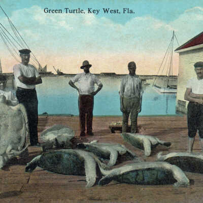 Green Turtle, Key West, Fla.