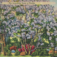 The Jacaranda Trees of Florida